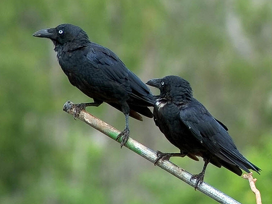 Torresian Crow