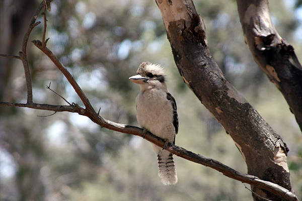 Bird; Laughing kookaburra; Dacelo novaeguineae