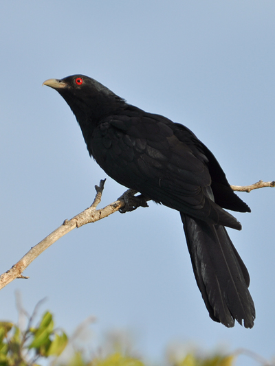 Eastern Koel