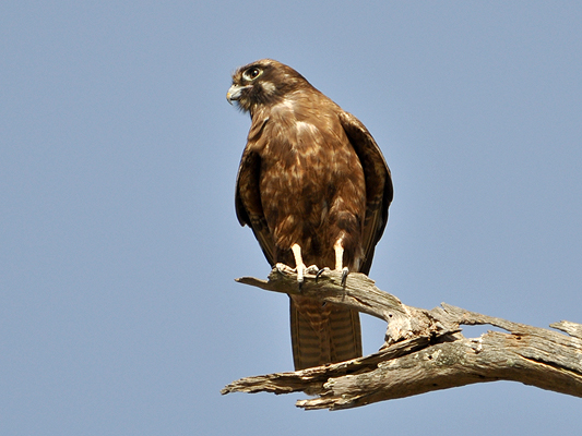 Brown Falcon