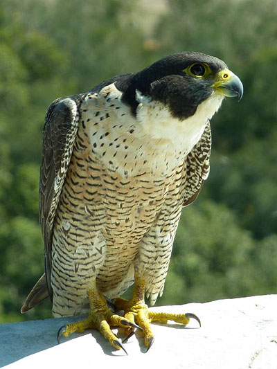 Peregrine Falcon