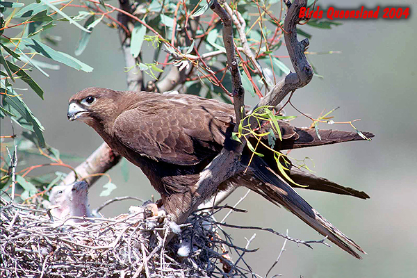 Black Falcon