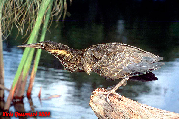 Black Bittern