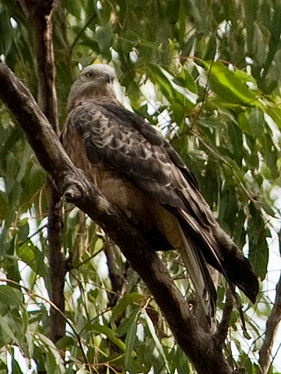 Square-tailed Kite