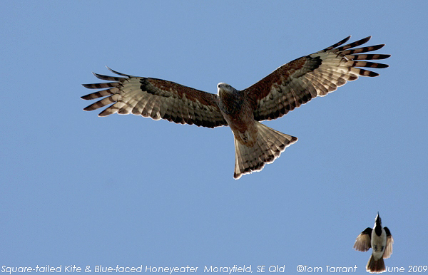 Square-tailed Kite