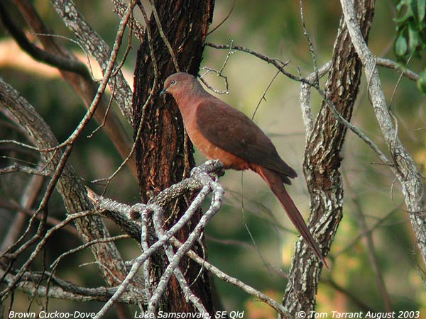 Brown Cuckoo-dove