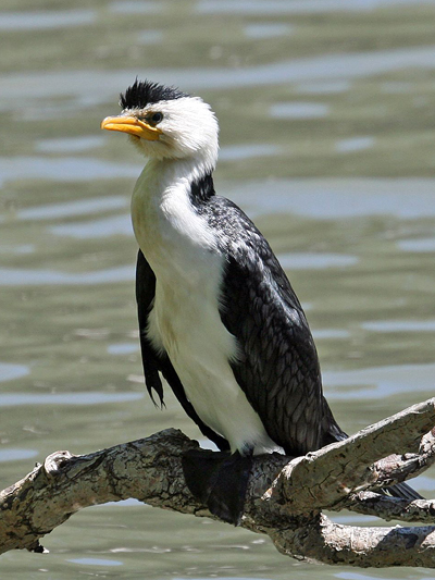 Little Pied Cormorant