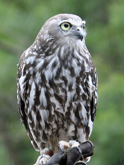 Barking Owl