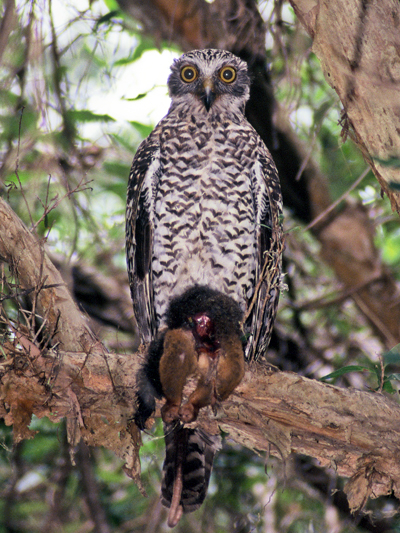 Powerful Owl