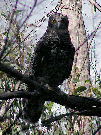 Powerful Owl