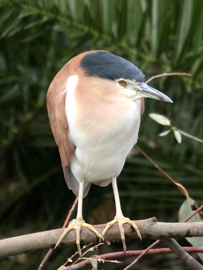 Nankeen Night Heron