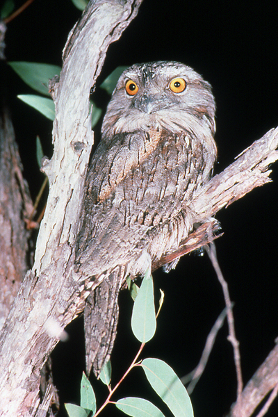 Tawny Frogmouth