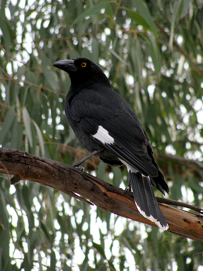 Bird; Pied Currawong; Strepera graculina