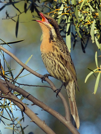 Spiny-cheeked Honeyeater