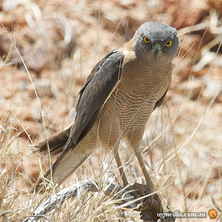 Collared Sparrowhawk