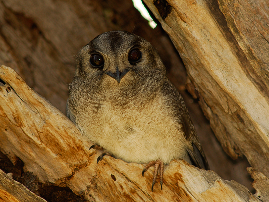 Australian Owlet-nightjar 