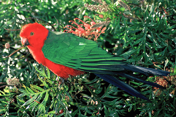 Australian King-parrot