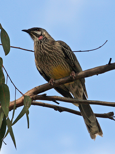 Bird; Red wattlebird; Anthochaera carnunculata