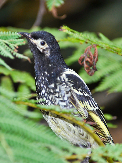 Regent Honeyeater