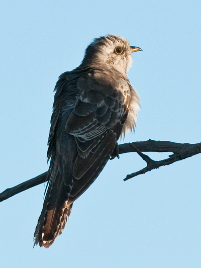 Pallid Cuckoo