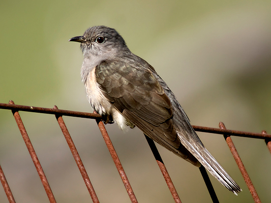 Brush Cuckoo