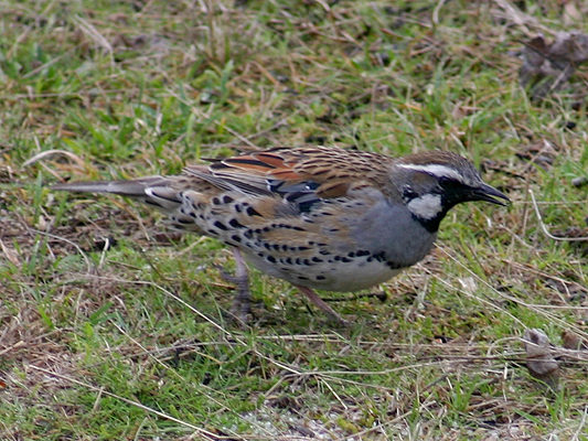 Spotted Quail-thrush