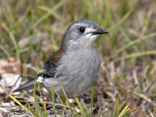 Grey Shrike-thrush