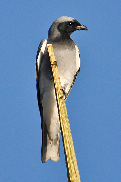 Black-faced Cuckoo-shrike