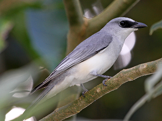 White-bellied Cuckoo-shrike