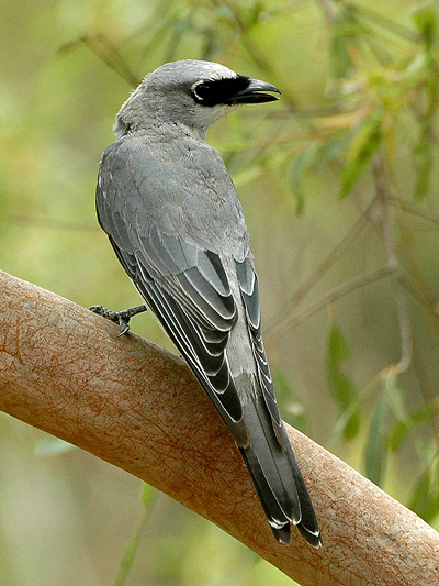 White-bellied Cuckoo-shrike