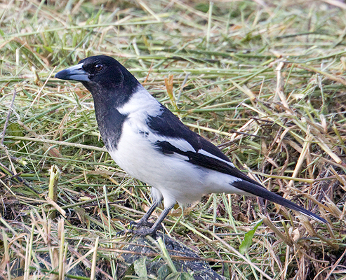 Bird; Pied butcherbird; Artamidae, Cracticus nigrogularis