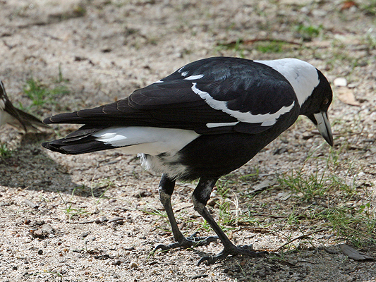 Bird; Australian magpie; Artamidae, Gymnorhina tibicen