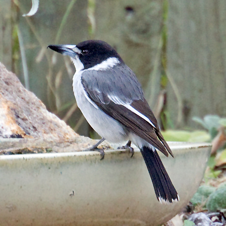 Grey Butcherbird