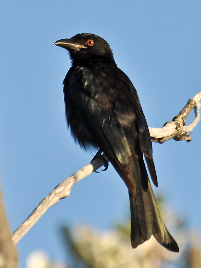 Spangled Drongo