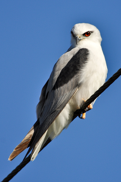 Black-shouldered Kite