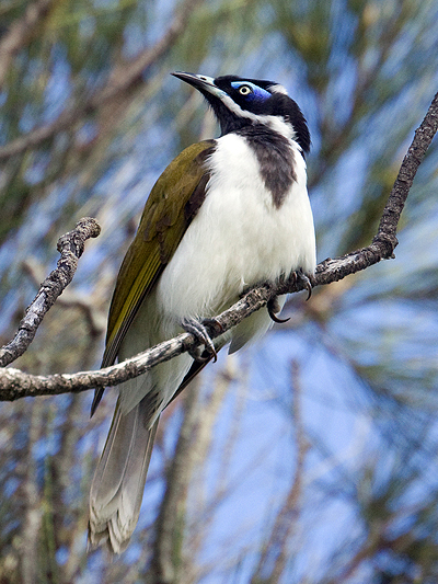 Blue-faced Honeyeater