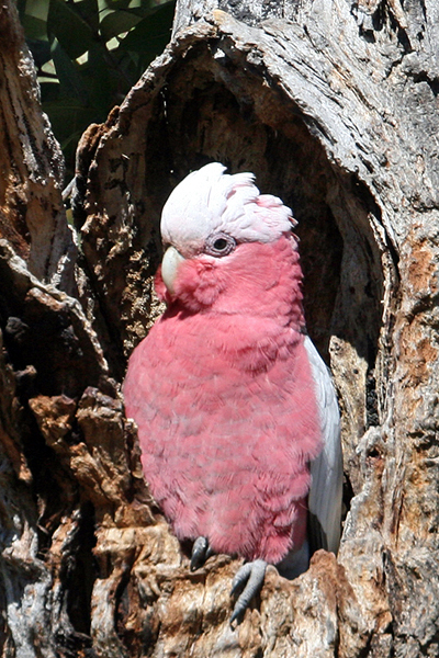 Galah