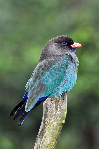 Dollarbird