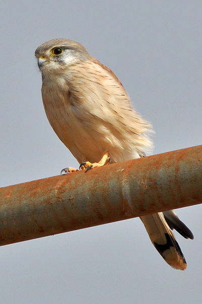 Nankeen Kestrel