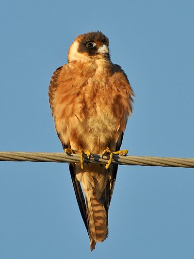 Australian Hobby