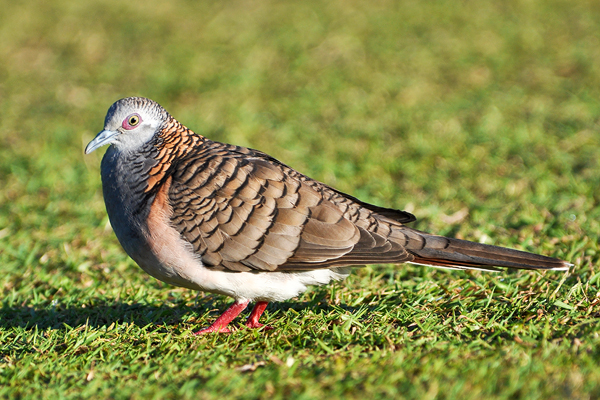 Bar-shouldered Dove