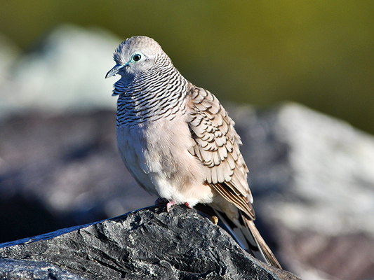 Peaceful Dove