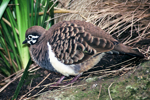 Squatter Pigeon