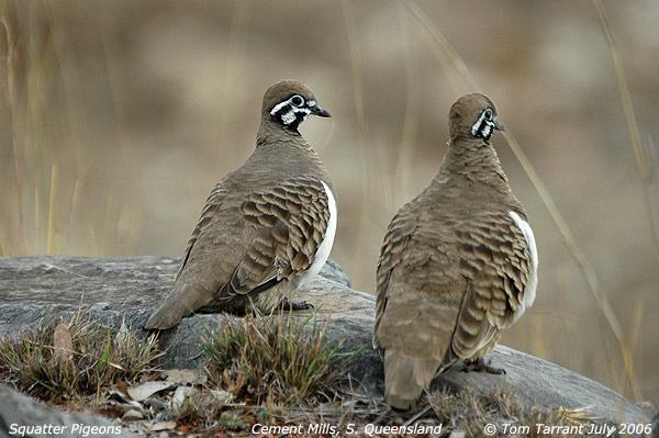 Squatter Pigeon