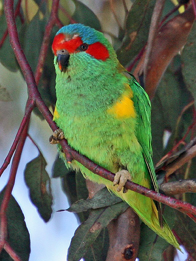 Musk Lorikeet