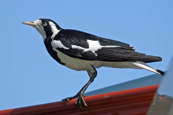 Magpie-lark, Peewee