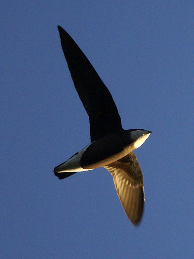 White-throated Needletail