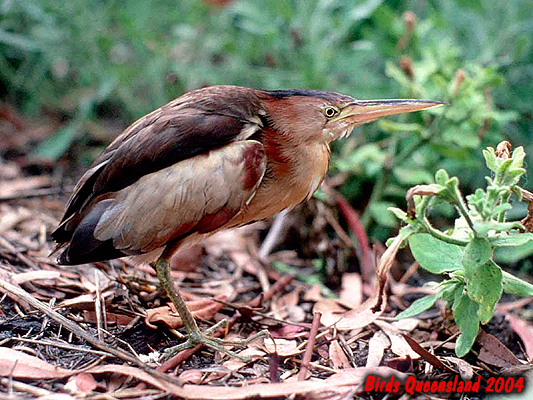 Australian Little Bittern