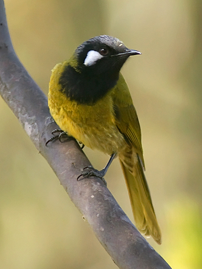 White-eared Honeyeater