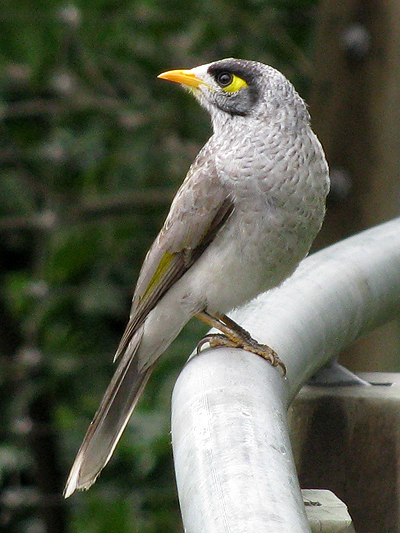 Noisy Miner